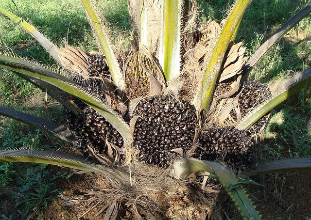 Palm oil Production